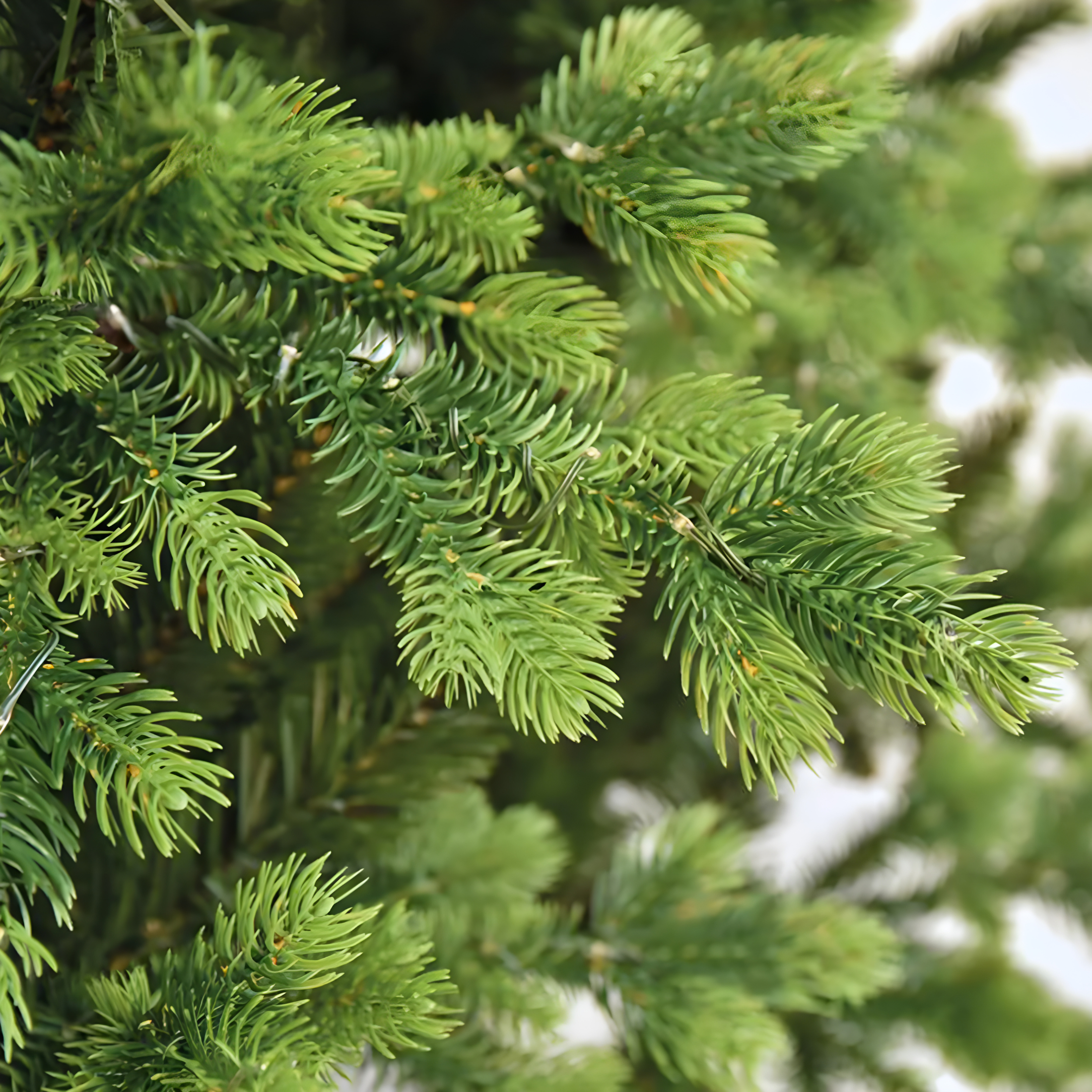 Albero di natale con Micro Led Incorporati "Aurora" 80% PE Effetto Real Touch