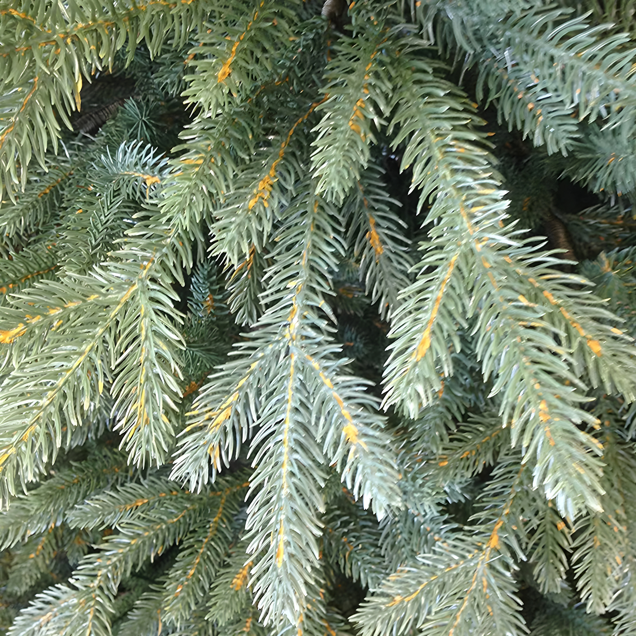 Albero di Natale "North Star" 100 % moderno in PE effetto Real Touch di altissima qualità