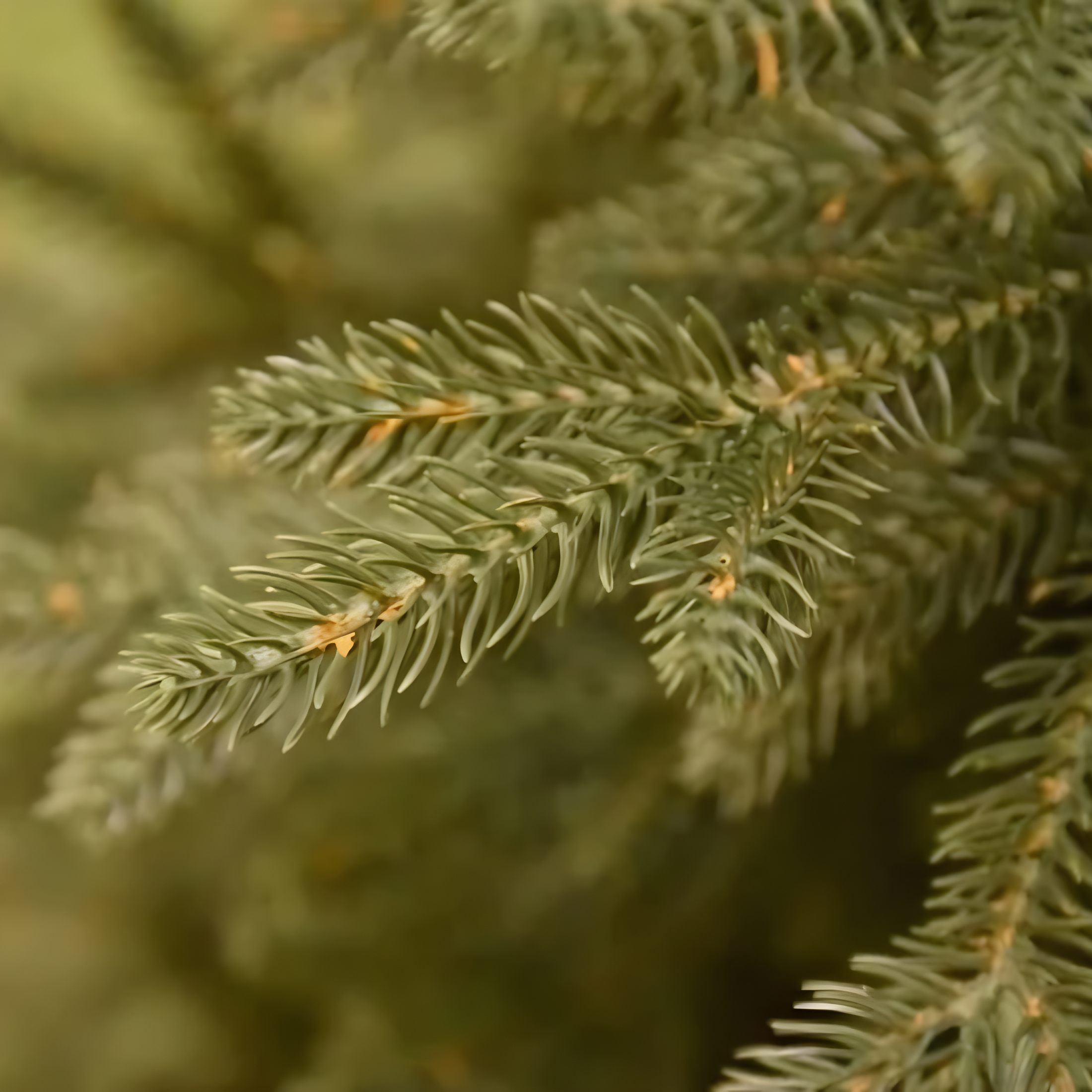 Albero di Natale "North Star" 100 % moderno in PE effetto Real Touch di altissima qualità