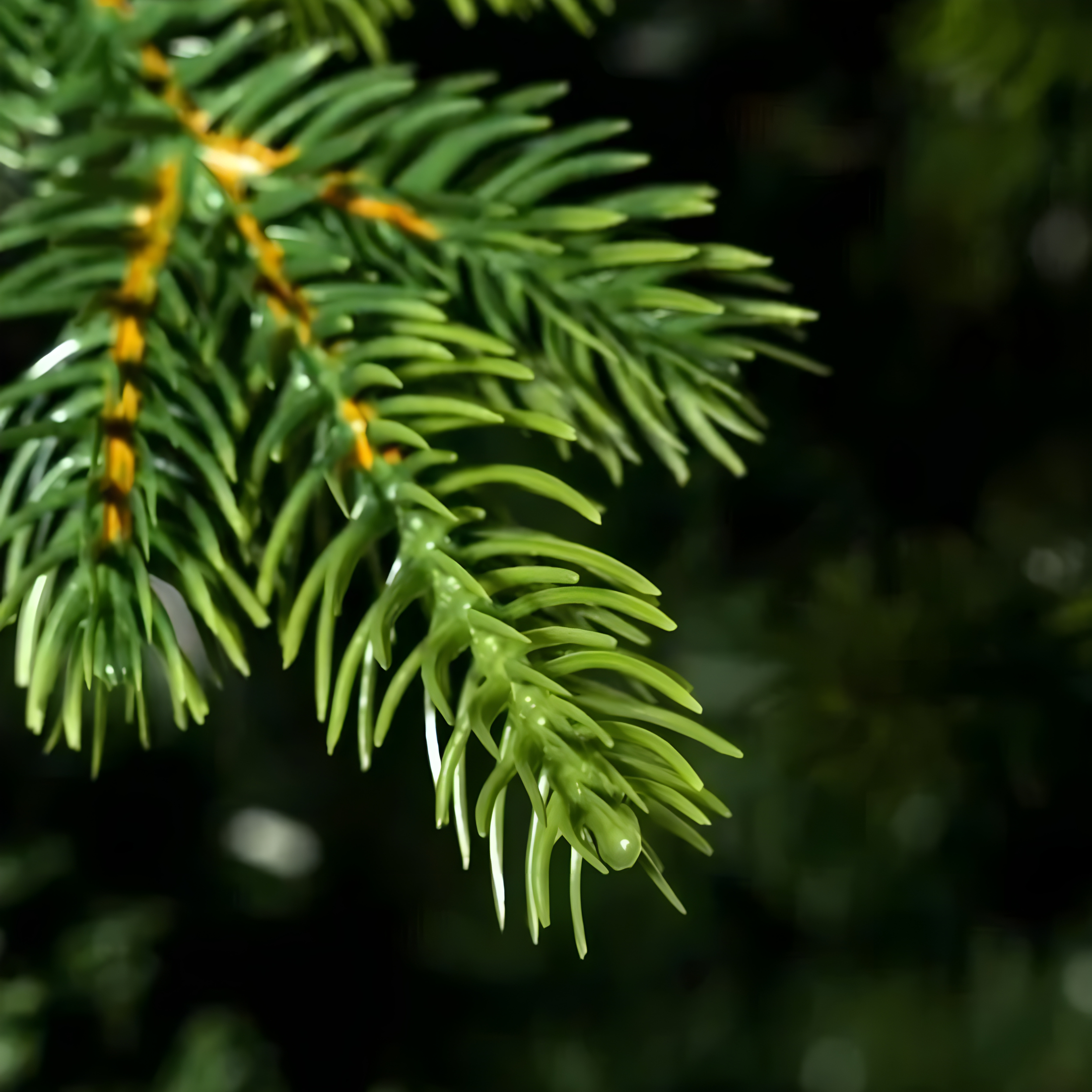 Sapin de Noël avec tronc "Renne" en PE Real Touch Effect