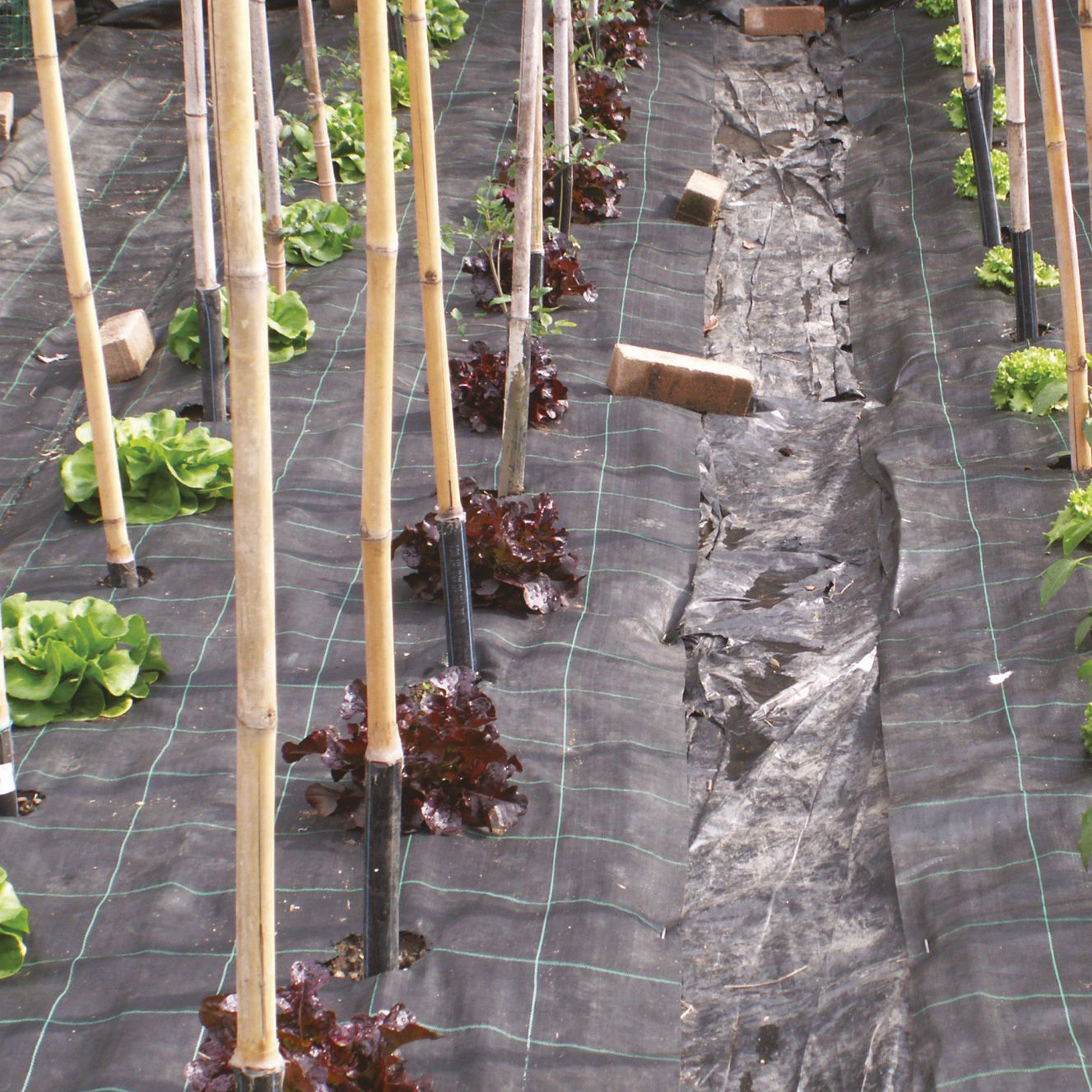 Telo per pacciamatura in polipropilene anti erbacce e UV permeabile